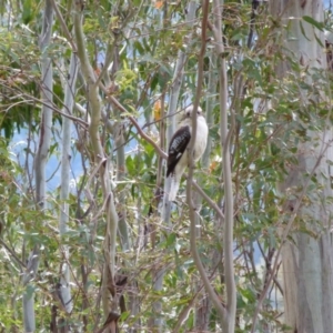 Dacelo novaeguineae at Paddys River, ACT - 17 Sep 2016 02:04 PM