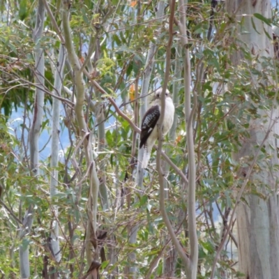 Dacelo novaeguineae (Laughing Kookaburra) at Tidbinbilla Nature Reserve - 17 Sep 2016 by SkyFire747