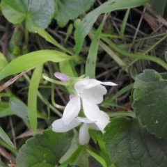 Viola odorata (Sweet Violet, Common Violet) at Fadden Hills Pond - 6 Aug 2016 by ArcherCallaway