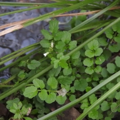 Rorippa nasturtium-aquaticum (Watercress) at Fadden Hills Pond - 6 Aug 2016 by ArcherCallaway