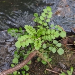 Rorippa nasturtium-aquaticum (Watercress) at Fadden, ACT - 5 Aug 2016 by RyuCallaway