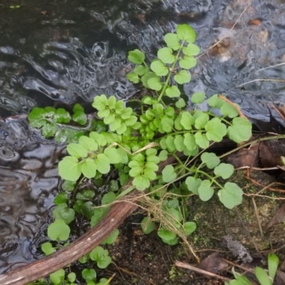 Rorippa nasturtium-aquaticum (Watercress) at Fadden Hills Pond - 6 Aug 2016 by ArcherCallaway