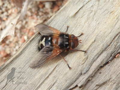 Microtropesa sp. (genus) (Tachinid fly) at Fadden, ACT - 6 Aug 2016 by ArcherCallaway