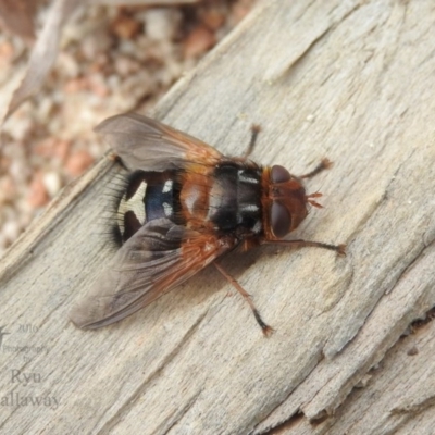 Microtropesa sp. (genus) (Tachinid fly) at Fadden Hills Pond - 5 Aug 2016 by ArcherCallaway