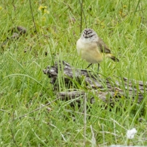 Acanthiza chrysorrhoa at Gungahlin, ACT - 18 Sep 2016