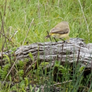 Acanthiza chrysorrhoa at Gungahlin, ACT - 18 Sep 2016