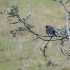 Artamus cyanopterus cyanopterus (Dusky Woodswallow) at Gungahlin, ACT - 18 Sep 2016 by CedricBear