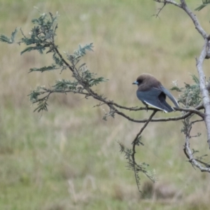 Artamus cyanopterus at Gungahlin, ACT - 18 Sep 2016