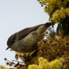 Acanthiza reguloides (Buff-rumped Thornbill) at Mulligans Flat - 18 Sep 2016 by CedricBear