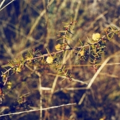 Acacia ulicifolia (Prickly Moses) at Tuggeranong Hill - 10 Aug 2000 by michaelb