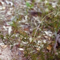 Acacia ulicifolia (Prickly Moses) at Conder, ACT - 26 Nov 1999 by MichaelBedingfield