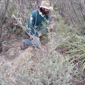 Pomaderris pallida at Greenway, ACT - 3 Sep 2016