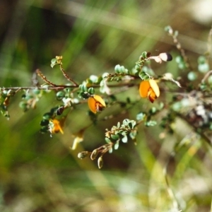 Bossiaea buxifolia at Conder, ACT - 31 Oct 1999 12:00 AM