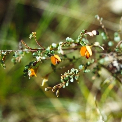 Bossiaea buxifolia (Matted Bossiaea) at Conder, ACT - 31 Oct 1999 by MichaelBedingfield