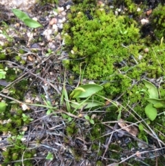 Ophioglossum lusitanicum at Paddys River, ACT - 17 Sep 2016 04:41 PM