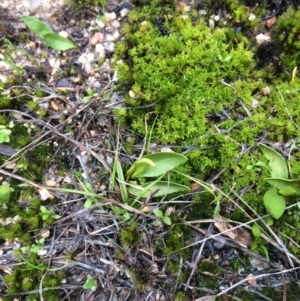 Ophioglossum lusitanicum at Paddys River, ACT - 17 Sep 2016