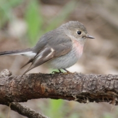 Petroica rosea (Rose Robin) at Garran, ACT - 15 Sep 2016 by roymcd