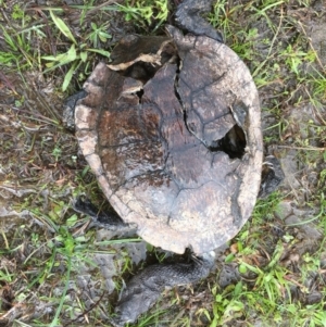 Chelodina longicollis at Gungahlin, ACT - 19 Sep 2016