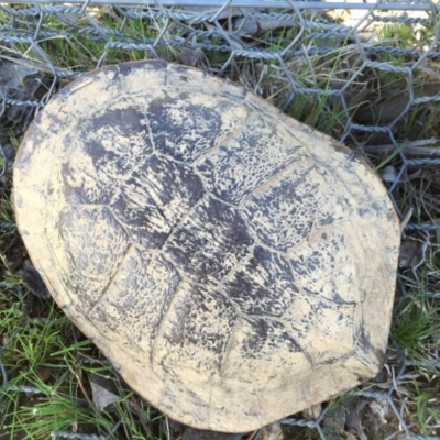 Chelodina longicollis (Eastern Long-necked Turtle) at Gungahlin, ACT - 19 Sep 2016 by CedricBear