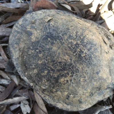 Chelodina longicollis (Eastern Long-necked Turtle) at Mulligans Flat - 19 Sep 2016 by CedricBear