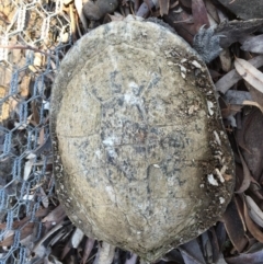 Chelodina longicollis at Gungahlin, ACT - 19 Sep 2016