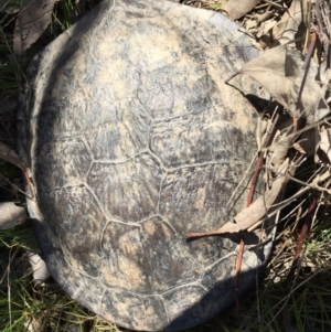 Chelodina longicollis at Gungahlin, ACT - 19 Sep 2016