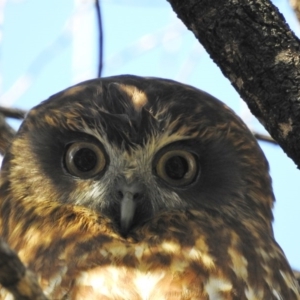 Ninox boobook at Majura, ACT - 23 Aug 2016 09:11 AM