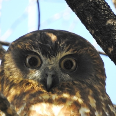 Ninox boobook (Southern Boobook) at Majura, ACT - 23 Aug 2016 by waltraud