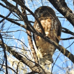 Ninox boobook at Majura, ACT - 23 Aug 2016