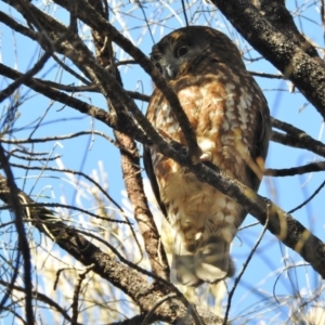 Ninox boobook at Majura, ACT - 23 Aug 2016 09:11 AM