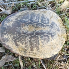 Chelodina longicollis (Eastern Long-necked Turtle) at Gungahlin, ACT - 19 Sep 2016 by CedricBear