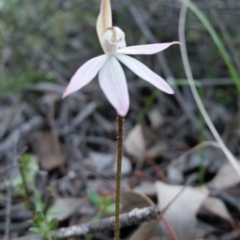 Caladenia fuscata (Dusky Fingers) at Jerrabomberra, NSW - 11 Sep 2016 by roachie