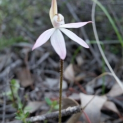 Caladenia fuscata (Dusky Fingers) at QPRC LGA - 11 Sep 2016 by roachie