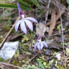 Cyanicula caerulea (Blue Fingers, Blue Fairies) at Mount Jerrabomberra QP - 18 Sep 2016 by roachie