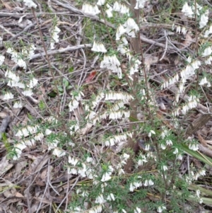 Leucopogon fletcheri subsp. brevisepalus at Jerrabomberra, NSW - 18 Sep 2016