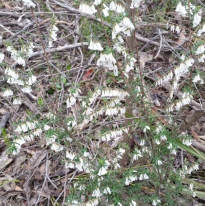 Leucopogon fletcheri subsp. brevisepalus (Twin Flower Beard-Heath) at QPRC LGA - 18 Sep 2016 by roachie