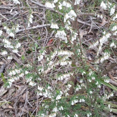 Leucopogon fletcheri subsp. brevisepalus (Twin Flower Beard-Heath) at Mount Jerrabomberra - 18 Sep 2016 by roachie