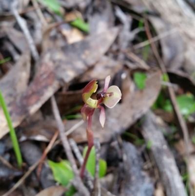 Chiloglottis trapeziformis (Diamond Ant Orchid) at QPRC LGA - 18 Sep 2016 by roachie