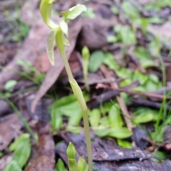 Chiloglottis trapeziformis at Jerrabomberra, NSW - suppressed