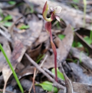 Chiloglottis trapeziformis at Jerrabomberra, NSW - suppressed