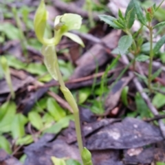 Chiloglottis trapeziformis at Jerrabomberra, NSW - suppressed