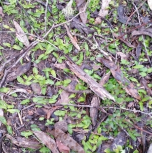 Chiloglottis trapeziformis at Jerrabomberra, NSW - suppressed