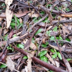 Chiloglottis trapeziformis (Diamond Ant Orchid) at Jerrabomberra, NSW - 18 Sep 2016 by roachie