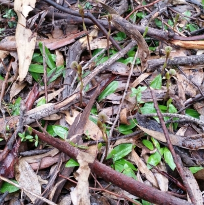 Chiloglottis trapeziformis (Diamond Ant Orchid) at Mount Jerrabomberra - 18 Sep 2016 by roachie