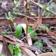 Chiloglottis trapeziformis at Jerrabomberra, NSW - 18 Sep 2016