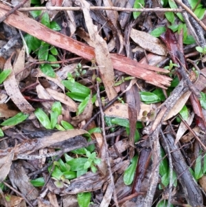 Chiloglottis trapeziformis at Jerrabomberra, NSW - 18 Sep 2016