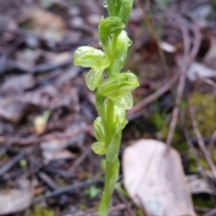 Hymenochilus sp. (A Greenhood Orchid) at Mount Jerrabomberra QP - 18 Sep 2016 by roachie