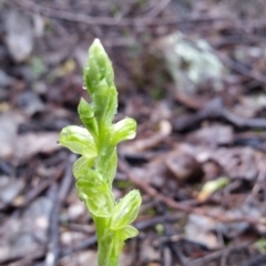 Hymenochilus sp. at Karabar, NSW - suppressed