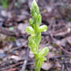 Hymenochilus sp. at Karabar, NSW - 18 Sep 2016