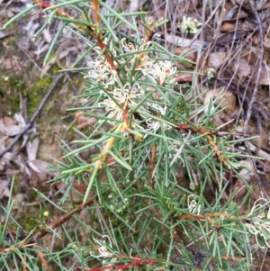 Hakea decurrens at Jerrabomberra, NSW - 18 Sep 2016 02:03 PM